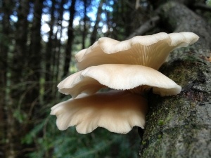 Do Raccoons Eat Wild Mushrooms? 3 That Raccoons Can Eat