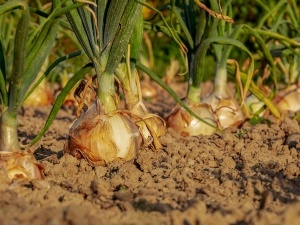 Do Raccoons Eat Onions? How Onions Are Toxic To Raccoons