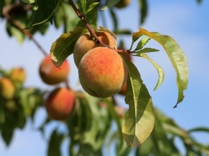 Do Raccoons Eat Peaches? 7 Ways To Keep Peaches Safe