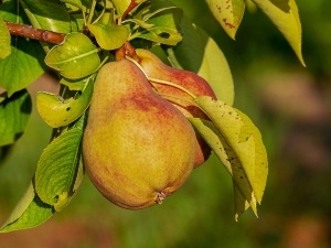 Do Raccoons Eat Pears? Benefits, How They Find And Eat Pears