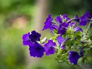 Do Raccoons Eat Petunias? How Raccoons Find And Eat Them
