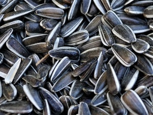 Can Chickens Eat Sunflower Seeds With Shells? A Deep Dive