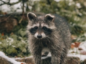 Do Raccoons Eat Turkey Eggs? How Raccoons Raid Turkey Nests