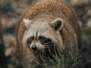 Do Raccoons Eat Insects? Health Benefits, Insects That They Eat