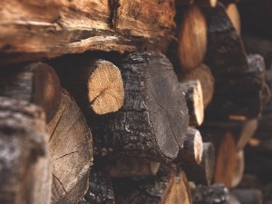 Do Raccoons Eat Wood? Tips On Protecting Your Home