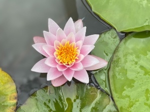 Do Raccoons Eat Water Lilies? Tips On Protecting Flowers