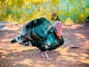 Do Raccoons Eat Turkeys? How Raccoons Hunt These Birds
