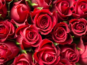 Do Raccoons Eat Roses? Reasons Why Roses Attract Raccoons