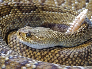 Do Raccoons Eat Rattlesnakes? How Raccoons Kill And Eat Them