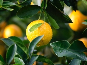 Do Raccoons Eat Lemons? (Why Raccoons Hate Them + FAQ’s)