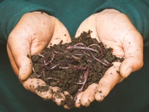 Do Raccoons Eat Worms? Why They Do This, How They Find Them