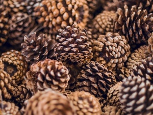 Do Raccoons Eat Pine Cones? Animals That Actually Eat Cones