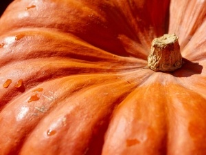 Can chickens eat pumpkin skin? Benefits, and Deworming Claims