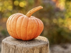 Do Raccoons Eat Pumpkins? Benefits, Finding And Eating Them
