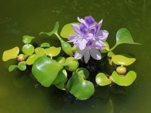 Do Raccoons Eat Water Hyacinth? Tips On Protecting Flowers