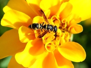 Do Raccoons Eat Yellow Jackets? Why Stings Don’t Affect Them