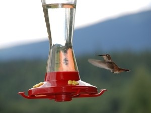 Do Raccoons Eat Hummingbird Food? Why Raccoons Love It