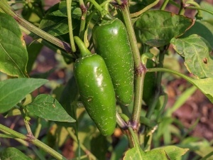 Do raccoons eat jalapeños? Why raccoons hate jalapeños