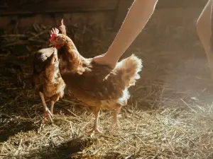 Chicken behavior with humans, what is normal?