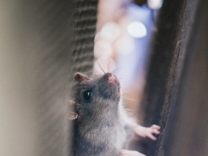 Lost Your Pet Rat? (How To Find It Indoors And Outdoors)
