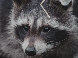 Why Is There A Dead Raccoon In My Yard? (5 Reasons Why)