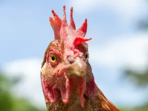 What do chickens do when they are scared? An ultimate guide