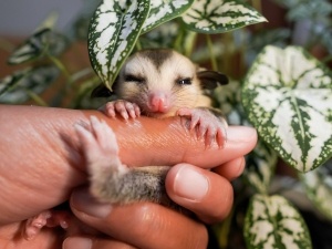 How To Feed A Baby Possum (Precautions, What To Do + How)