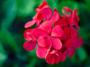 Do Raccoons Eat Geraniums? Why They’re Disliked But Eaten