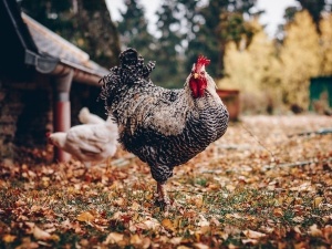 Why Do Chickens Chase You? (6 Reasons Why)