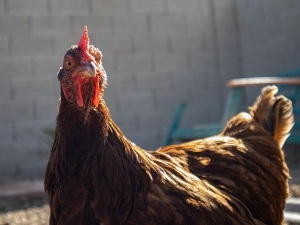 Do Chickens Like Mirrors? (Answered)