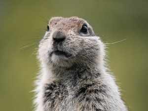 Do Raccoons Eat Groundhogs? (4 Reasons Why Raccoons Don’t + FAQ’s)
