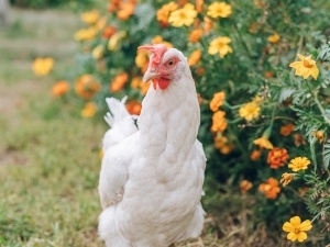 What Do Chickens Do All Day? (5 Daily Chicken Activities)