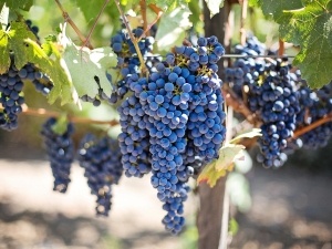 Do Raccoons Eat Grapes? Why Raccoons Love Eating Grapes
