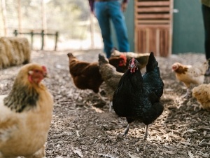 Anti Pecking Spray For Chickens, (Top 2 Sprays + Why Birds Peck + FAQ’s)