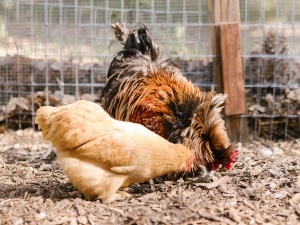 Chicken Is Puffed Up Not Moving + Lethargic (5 Reasons Why, What To Do + FAQ’s)