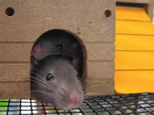 How to tell if a pet rat likes you, 13 signs to look out for
