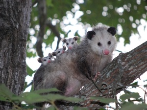 What Do Baby Possums Drink? (3 Drinks They Survive On)