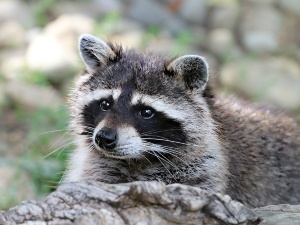 Do Raccoons Eat Duck Eggs? Benefits, Finding And Eating Them