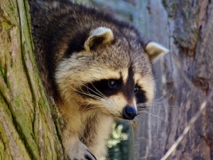 Do Raccoons Eat Thistle Seeds? How To Protect Bird Feeders