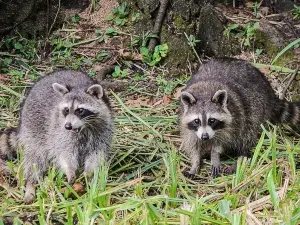 Do Raccoons Eat Nyjer Seed? How To Protect Against Raccoons