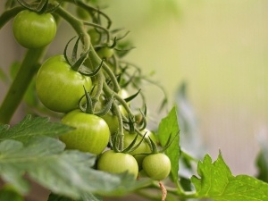Do Raccoons Eat Green Tomatoes? Types, Signs of Raccoon Raids