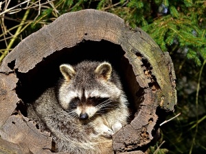 Where Do Raccoons Sleep, (10 Places To Find Them +FAQ’s)