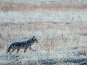 How Do Coyotes Hunt Dogs? (Small, Medium, And Large Dogs)
