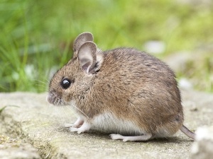 Do Possums Eat Mice, Benefits, And Why They Prefer Not To
