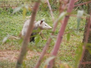 Where Do Possums Go During The Day? (6 Possum Hideaways)