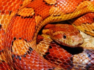 Do Raccoons Eat Snakes? (Benefits, How + FAQ’s)