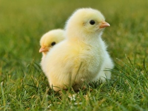 My Baby Chick Keeps Falling Over, (4 Reasons Why,+ What To Do + FAQ