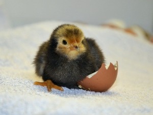 Chick Hatched With Something Attached, Why This Happens, What To Do