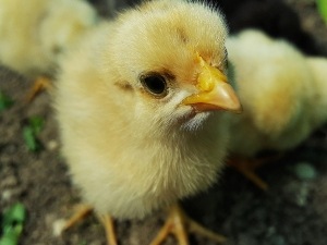 Baby Chick Not Growing? (6 Reason Why + Solutions + FAQ)