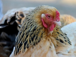 Chicken Laying On It’s Side, Can’t Walk? (4 Reasons Why + What To Do + FAQ’S)